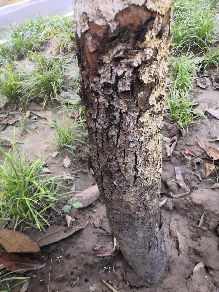 园林绿化养护管家|聊聊养护的那些事儿(十四)枇杷"烂脚病"——枇杷