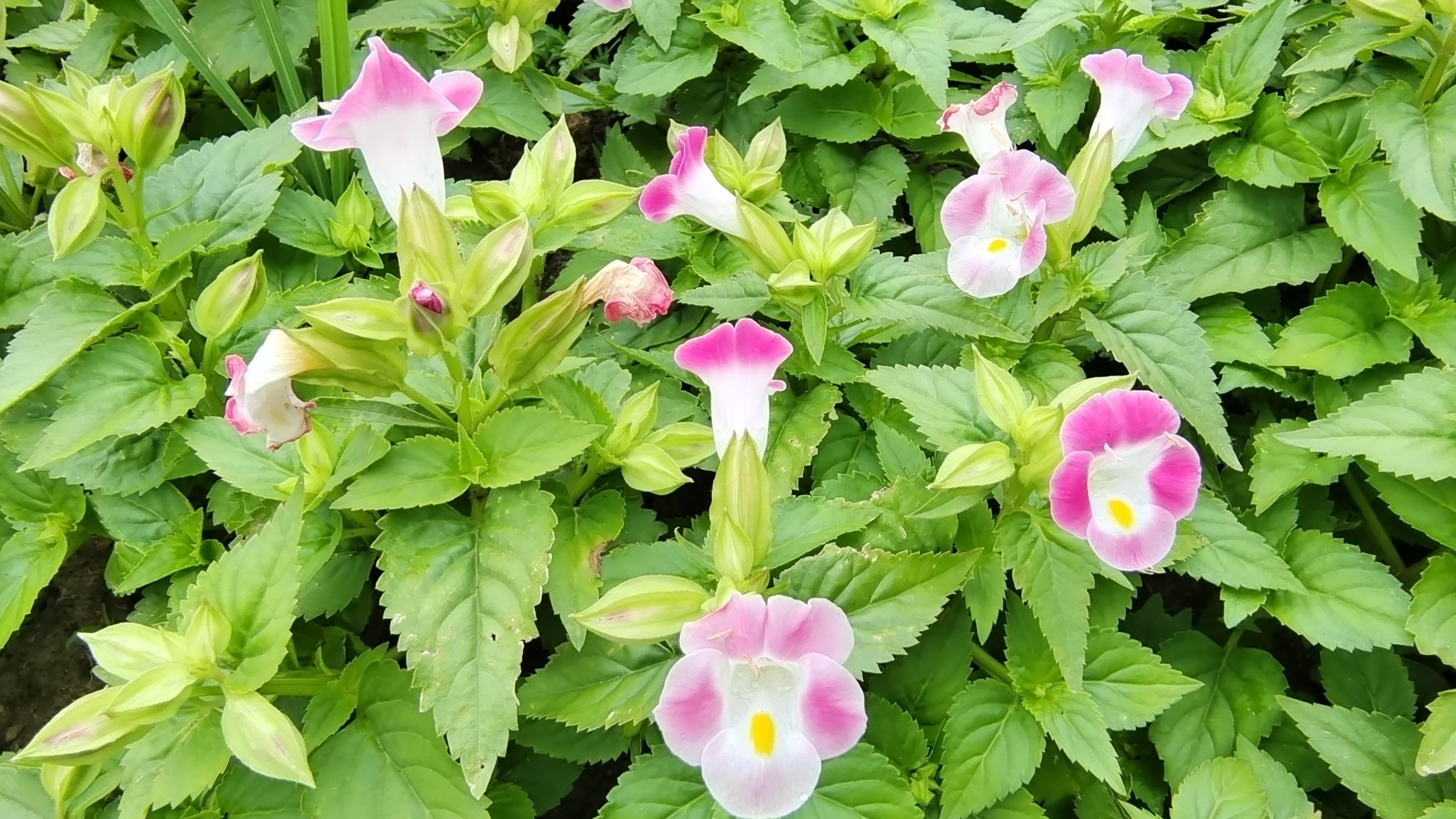 美丽吉安之赏花系列蓝猪耳花绚丽迷人