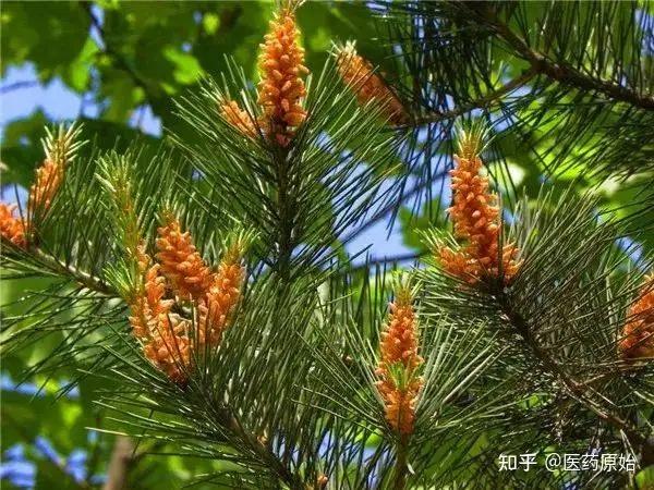 带你识别油松节 - 知乎