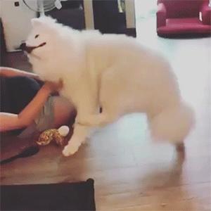 动图封面