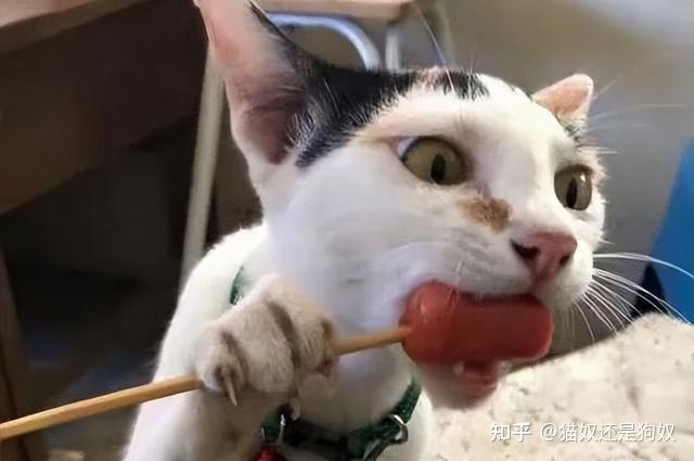 喂猫粮就能万事大吉?错了,附上改善猫咪饮食的技巧 - 知乎