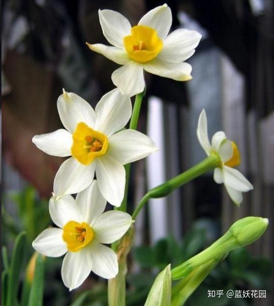 蓝妖 水仙怎样养护 做好这4点 芳香满屋 知乎 蓝妖 水仙怎样养护 做好这4点 芳香满屋 知乎