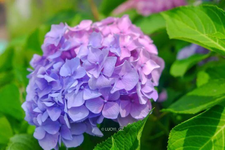 六月限定 梅雨时节最治愈的 就是紫阳花了 知乎 六月限定 梅雨时节最治愈的 就是紫阳花了 知乎