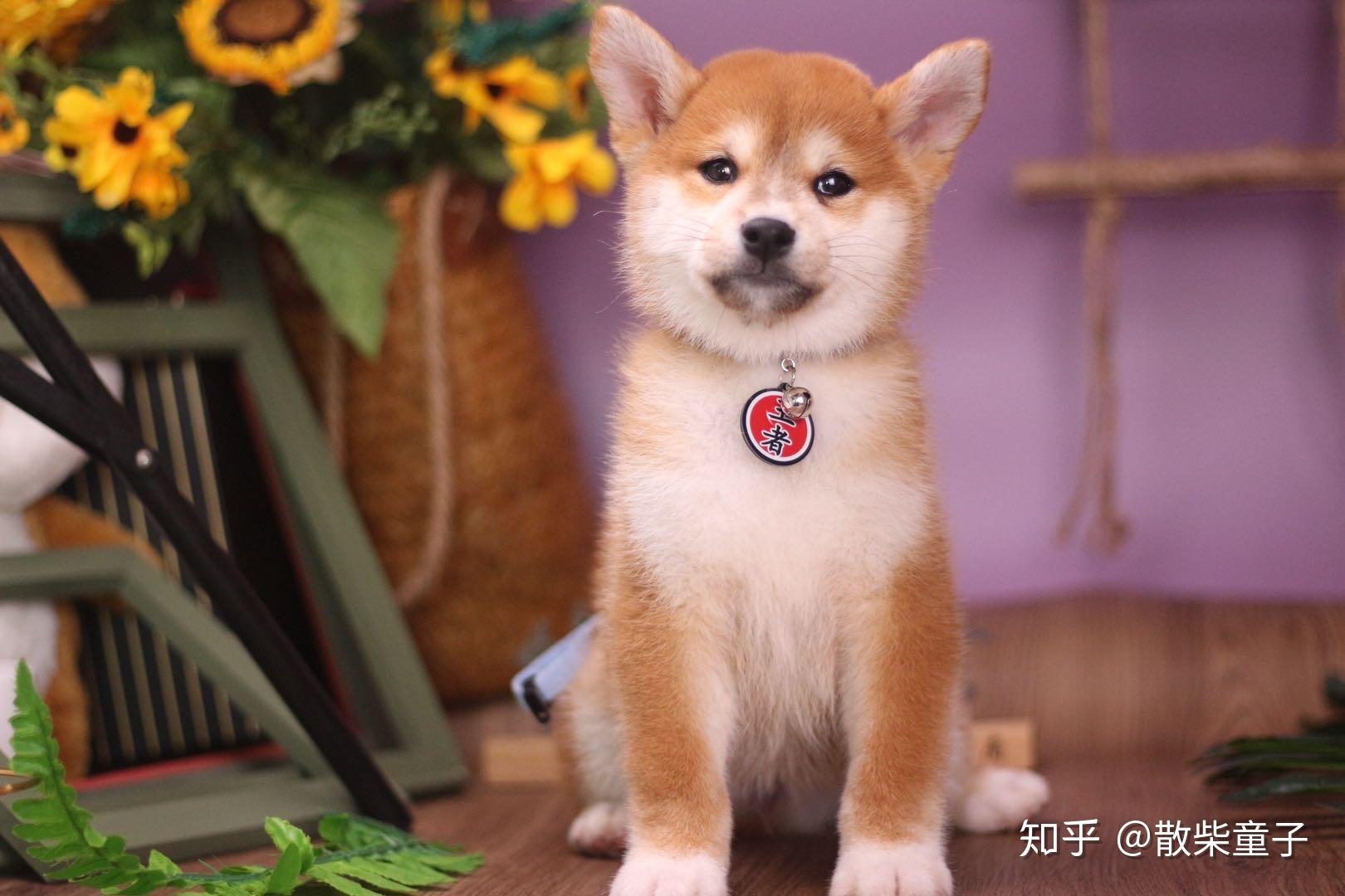 柴犬颜色分析 - 知乎