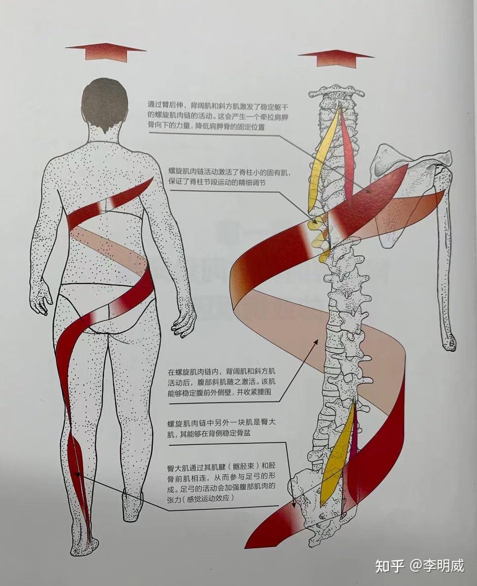 臂肩的向后运动与背阔肌和斜方肌有关系,而这些肌能激发螺旋肌肉链的