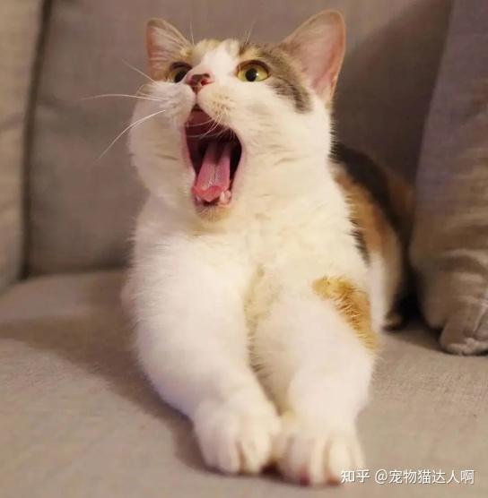 三花猫怎么养?很简单,贯彻这8招,养得胖嘟嘟! - 知乎