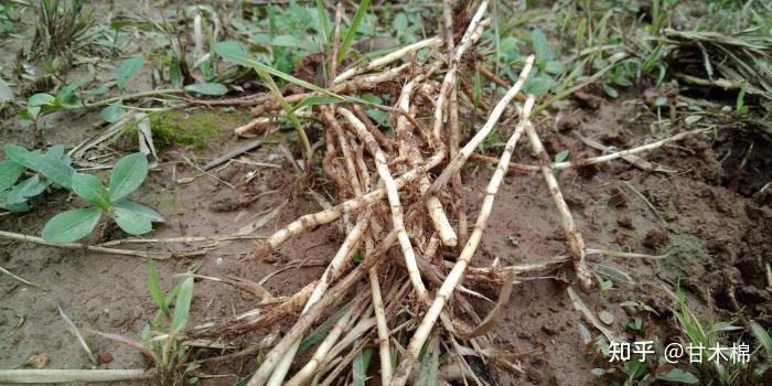 小时候经常采挖这6种植物根茎当零食,你可吃过? - 知乎