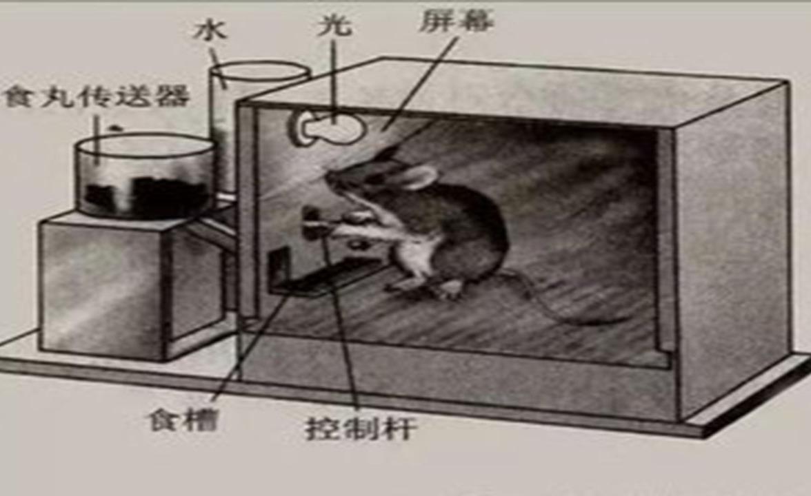 斯金纳的操作性条件反射