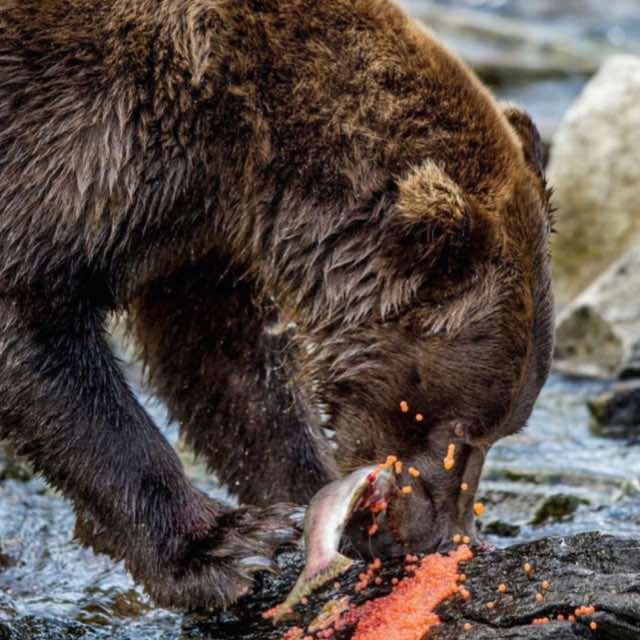 你知道动物捕猎后为什么优先吃内脏吗？