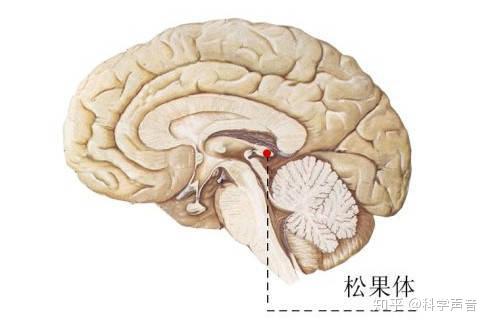 松果体与人们口中的第三只眼有什么联系? - 知乎