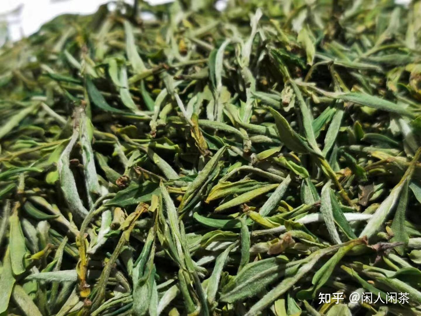 春天不喝一杯舒城小兰花,就觉得少了些什么.