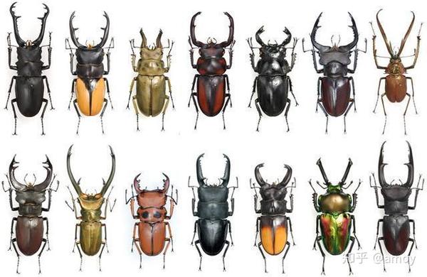 锹甲虫的简介图片