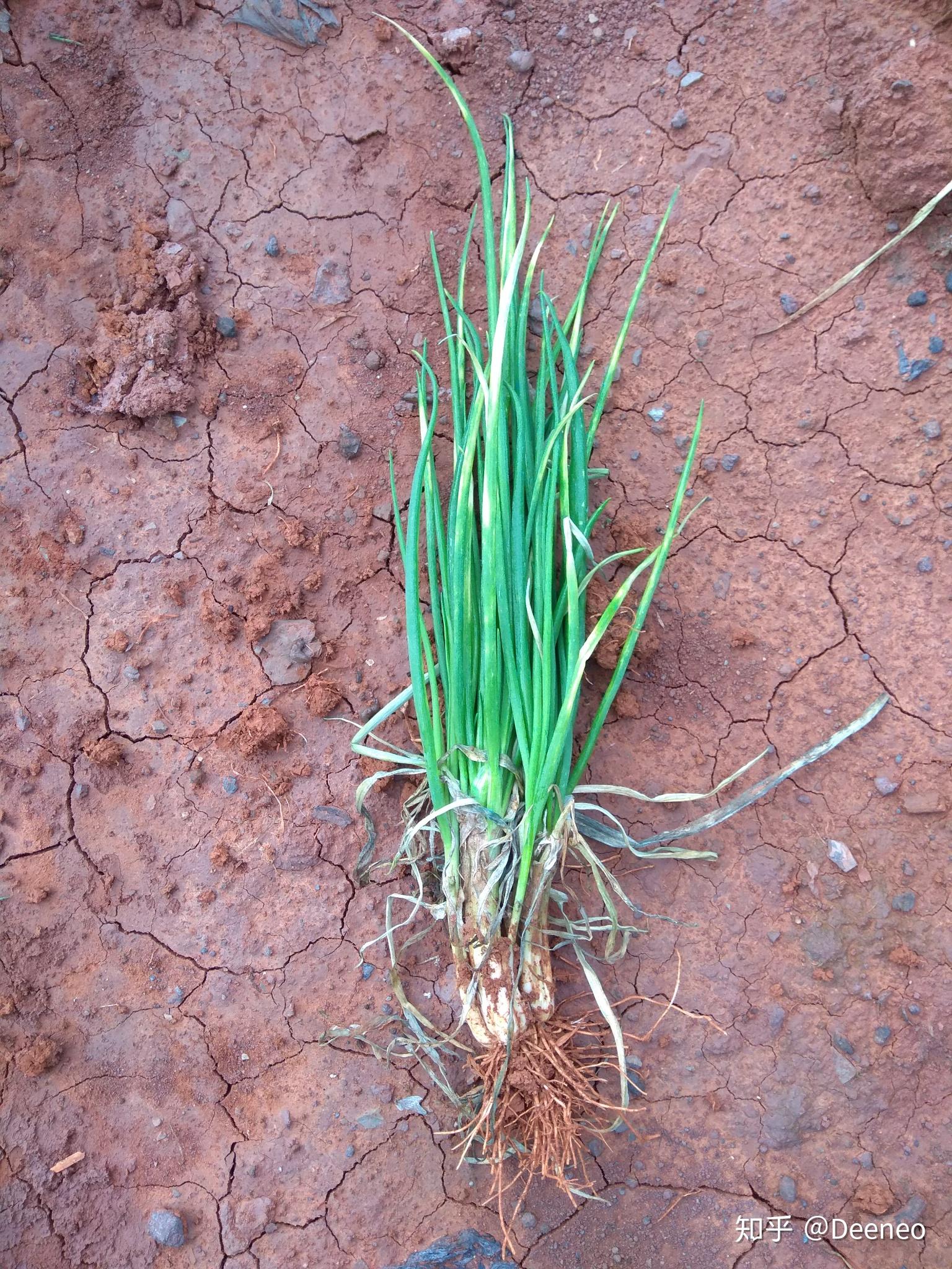 黑葱发白,白葱发白是什么病?