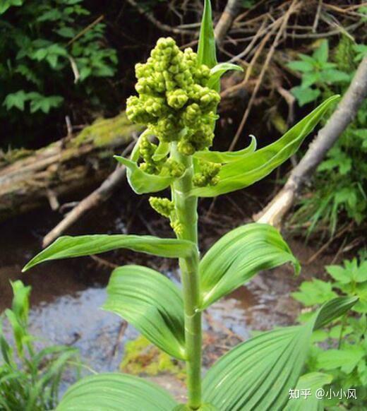 小小风说中药藜芦涌吐风痰