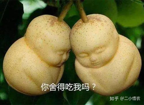 人参果的种植技术 知乎