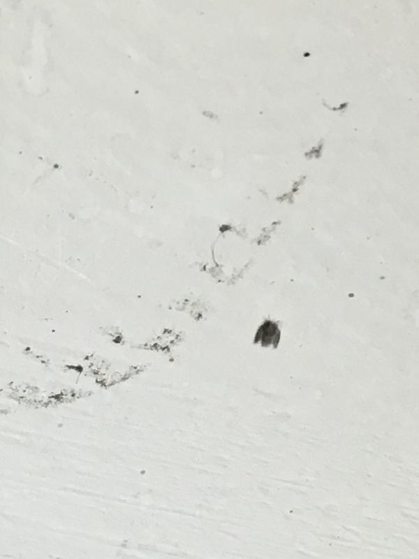 家里天花板出现这种小虫子数量很多杀虫剂杀不干净？ - 杨则非的回答- 知乎