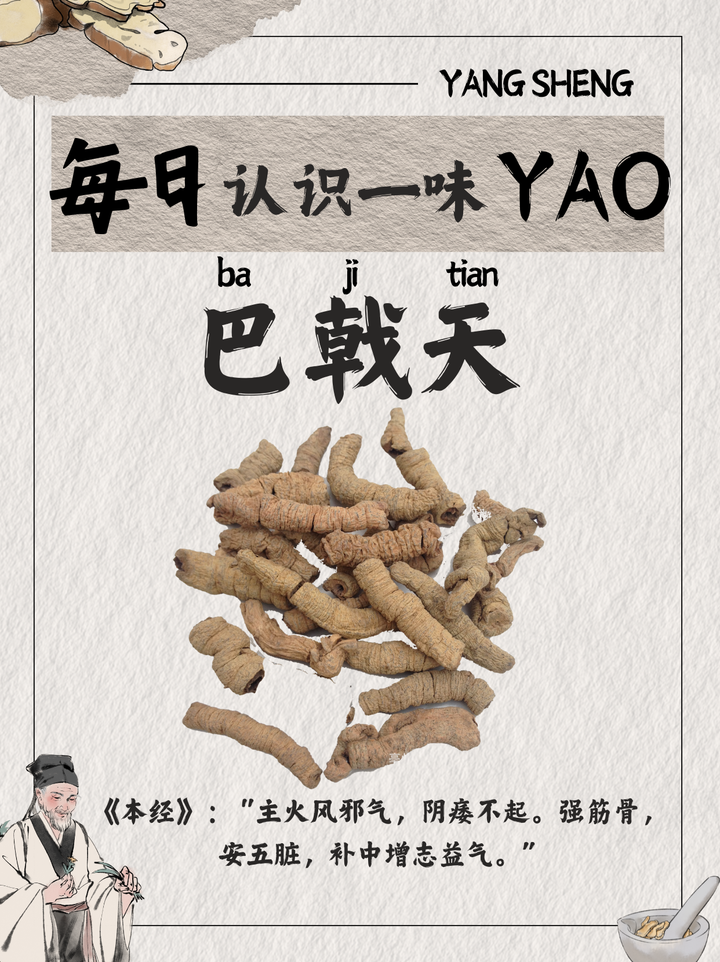 每天认识一味中草yao——巴戟天 - 知乎
