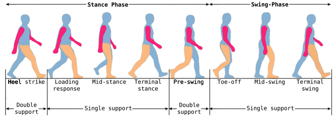 Health&Gaits 视频步态分析数据集介绍 - 知乎