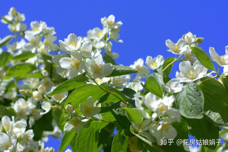 茉莉花養好有技巧,做好幾點,花開雪白賽珍珠! - 知乎