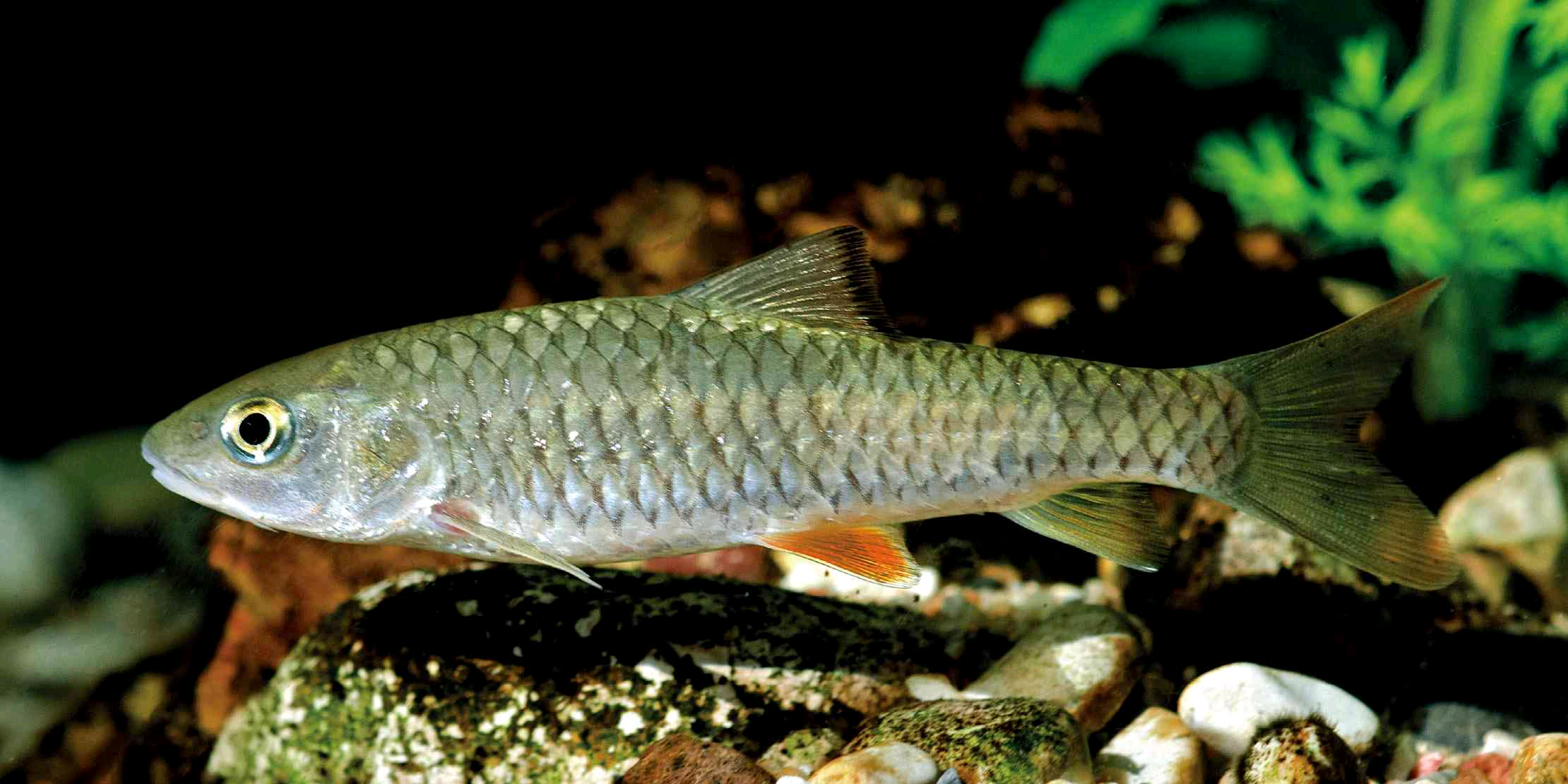 河里的小鱼种类图片