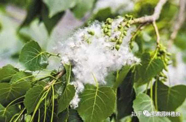 杨柳飞絮如雪花乱飘,应当如何治理? - 知乎