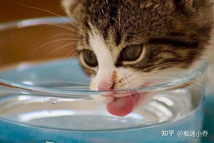 猫咪跟你说“晚安”的几种表现,你家猫是哪种? - 知乎