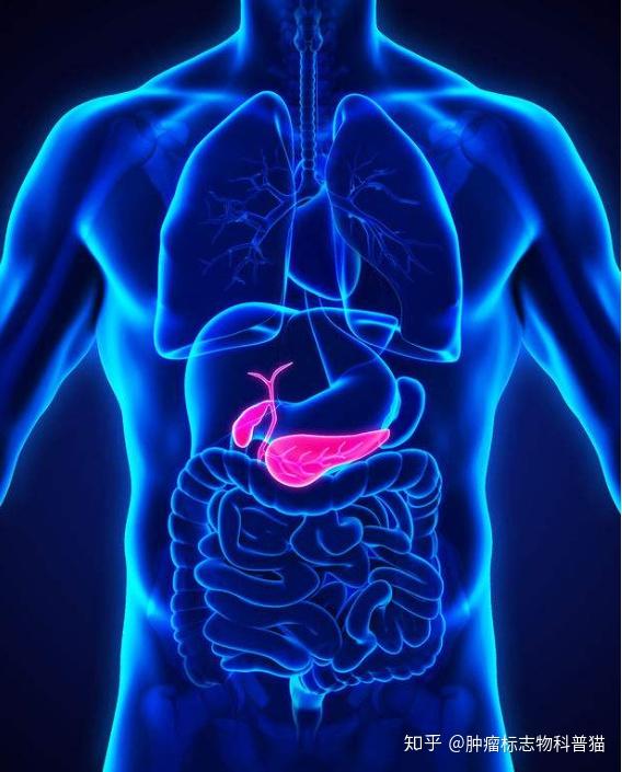 胰腺的位置身体部位图片