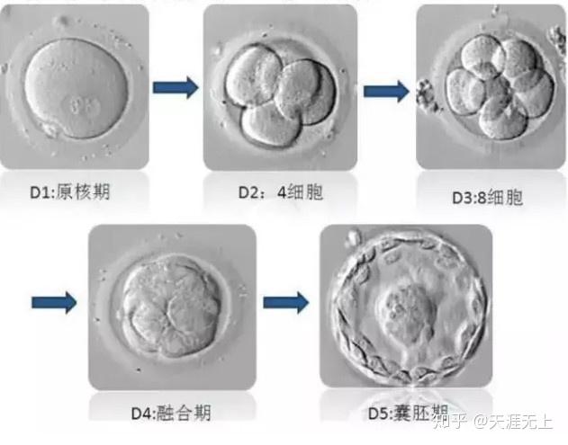 5颗养囊的胚胎移植策略