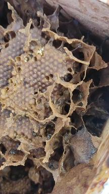 北京试试饲养下酸蜂