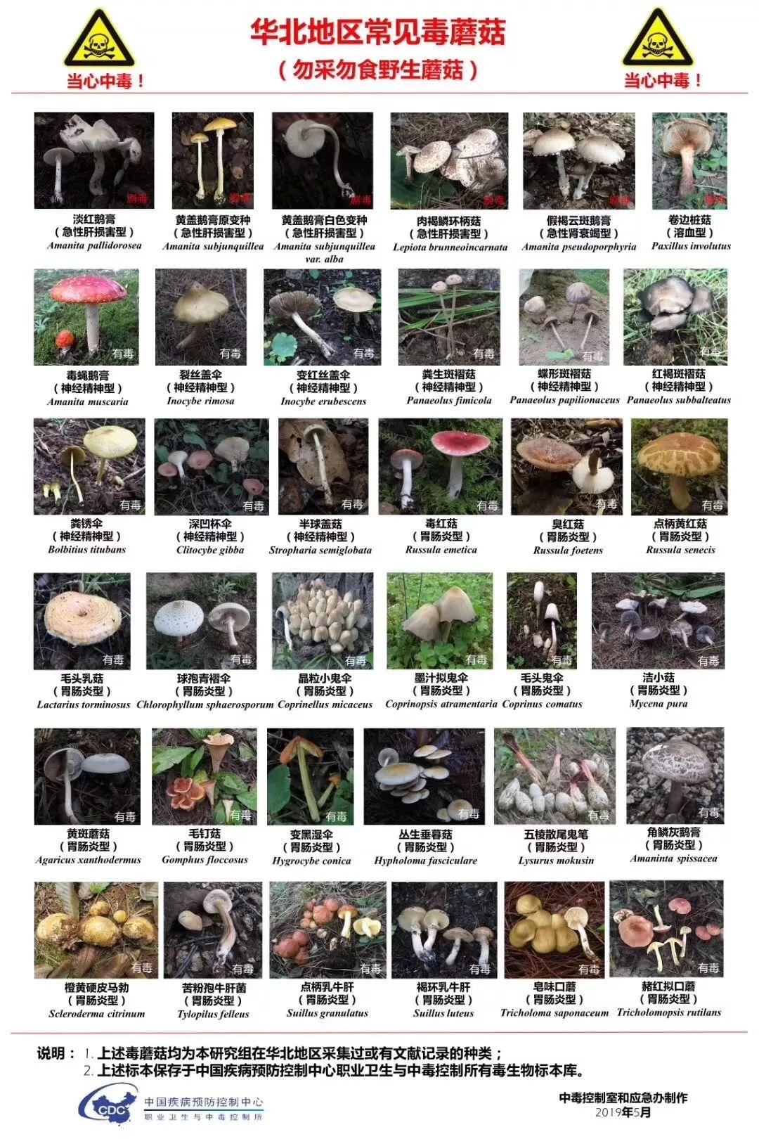我国各地区常见毒蘑菇图谱,值得收藏!