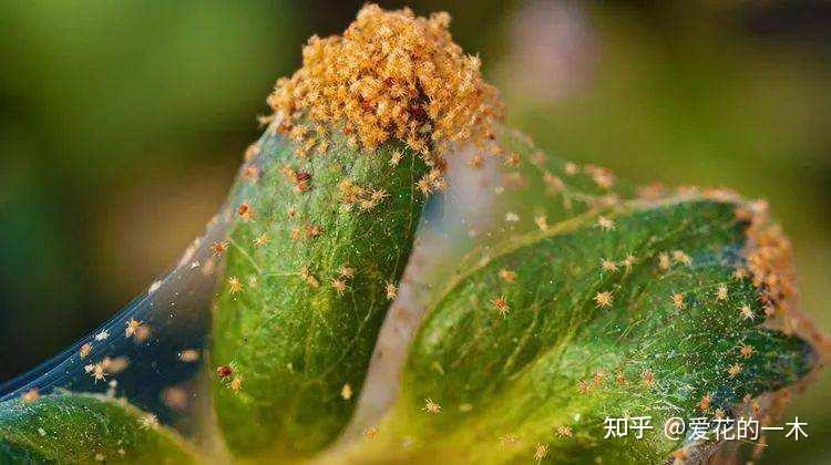 养花7种“病害”，对植物危害大，园艺师教你，如何科学处理- 知乎