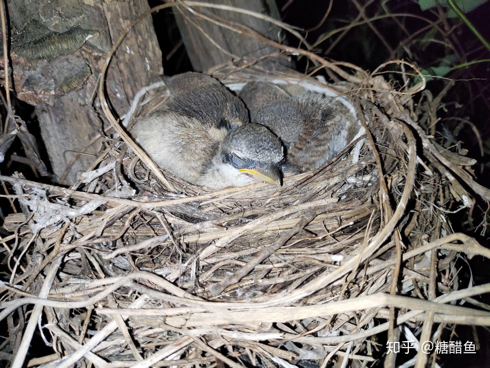 30天见证伯劳诞生与成长