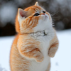 什么是猫薄荷？猫薄荷对猫的行为和情绪有何影响？ 知乎 