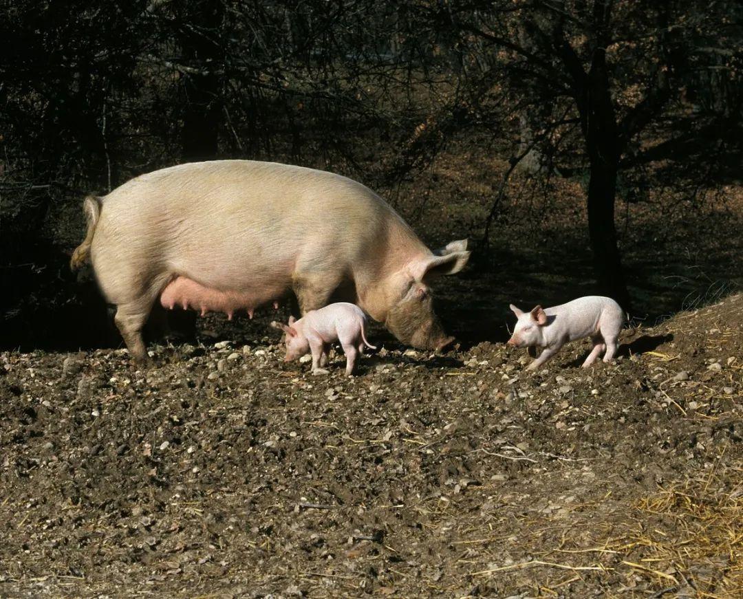 在农村动物农场的国内年轻猪母猪饲养 库存照片. 图片 包括有 新鲜, 耳朵, 茴香, 特写镜头, 背包 - 104436746