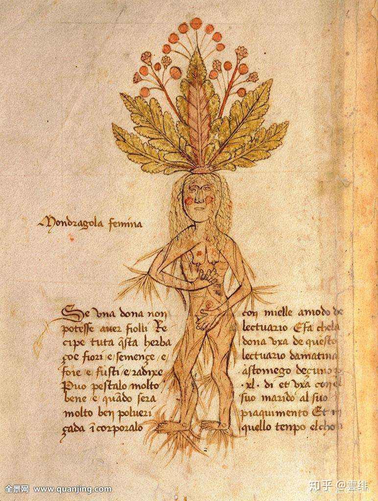 中世纪曼德拉草图片