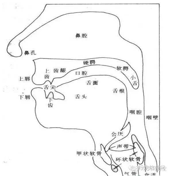 发音剖面图图片