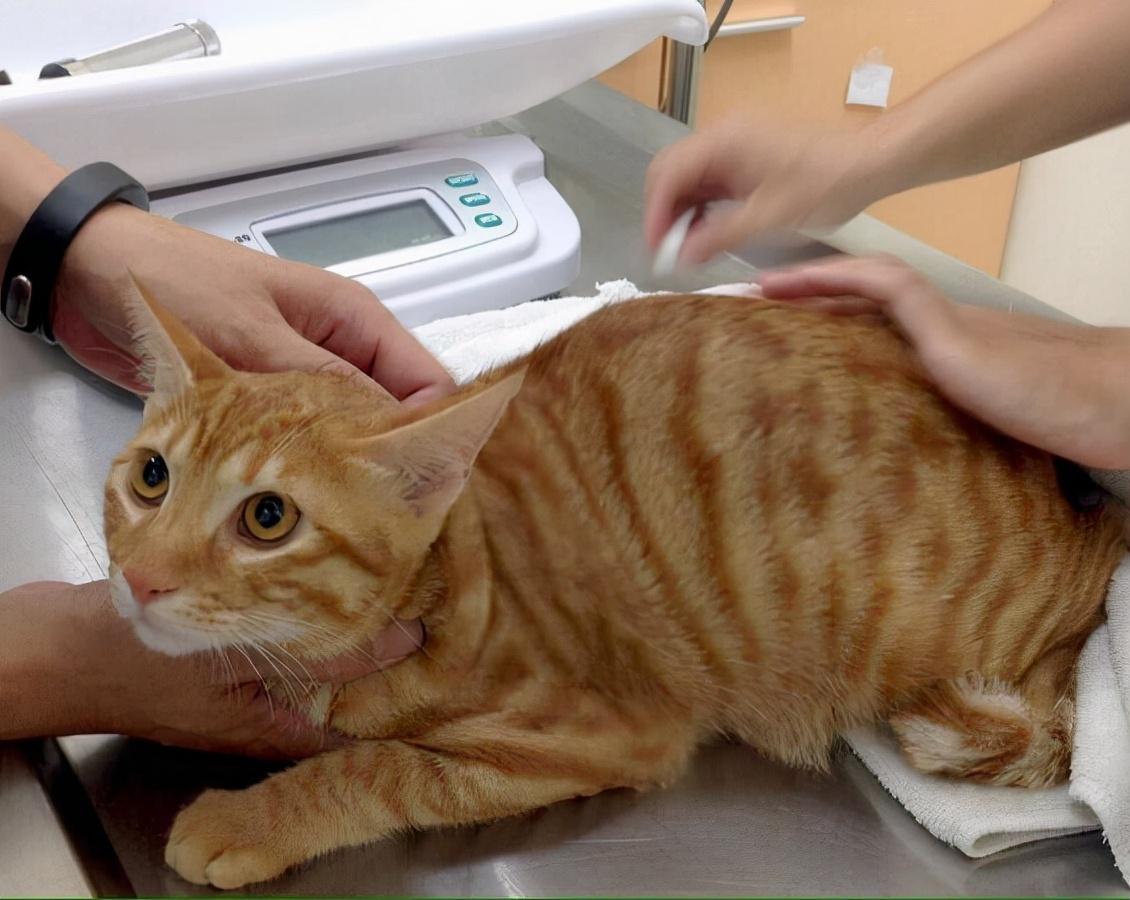 5个养猫“绝招”送给你,再养不好猫,真是笨死了 - 知乎