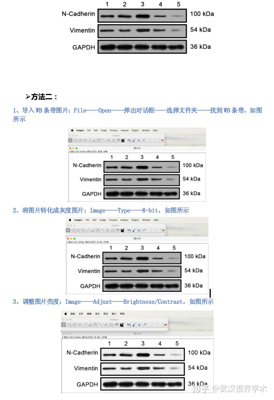 Image J 中WB条带灰度分析的详细步骤与便捷操作 - 知乎