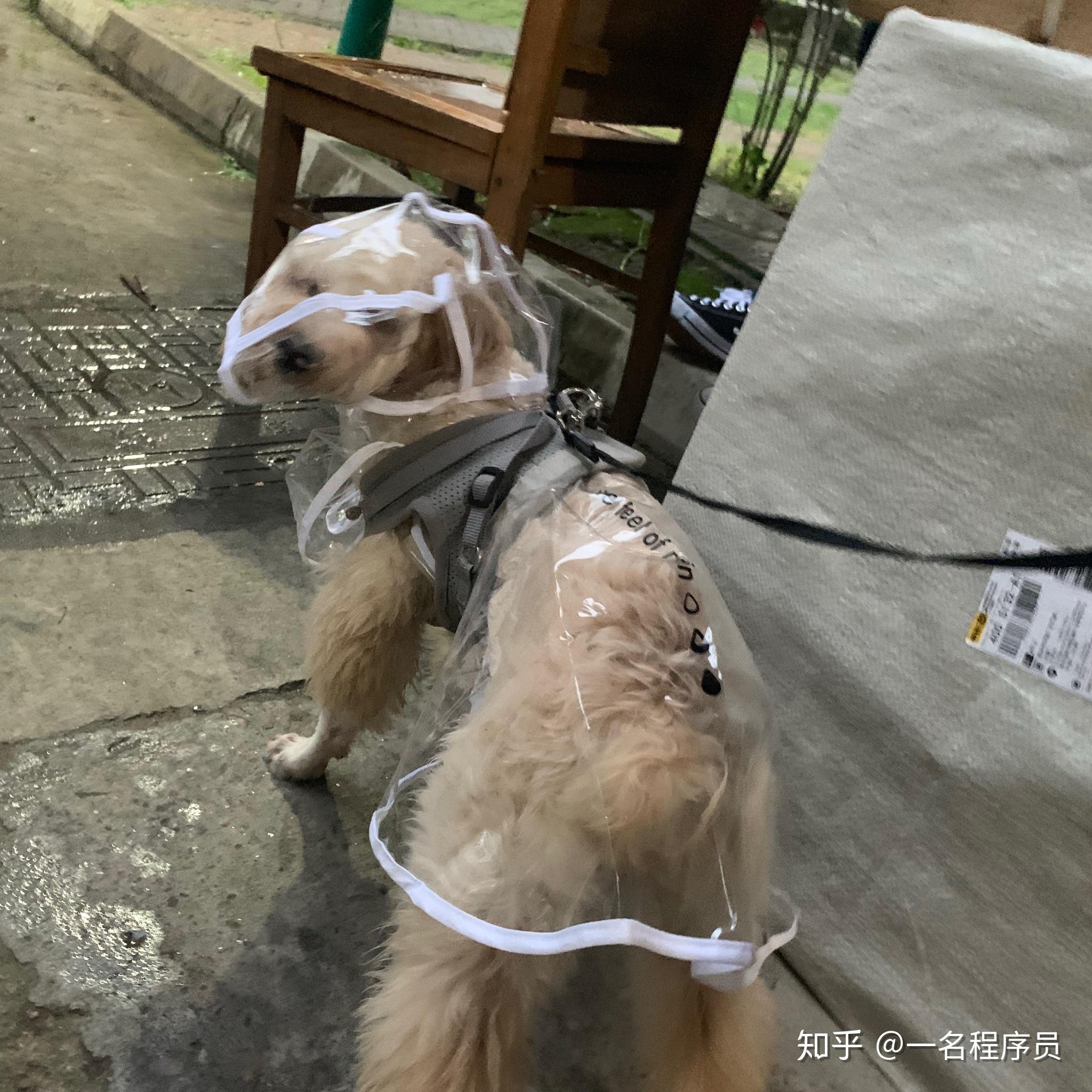 五个月小狗出门前憋不住尿门口和电梯间