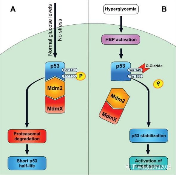 p53的ser149被o-glcnac修飾可以防止thr155的磷酸化,抑制其泛素化降解