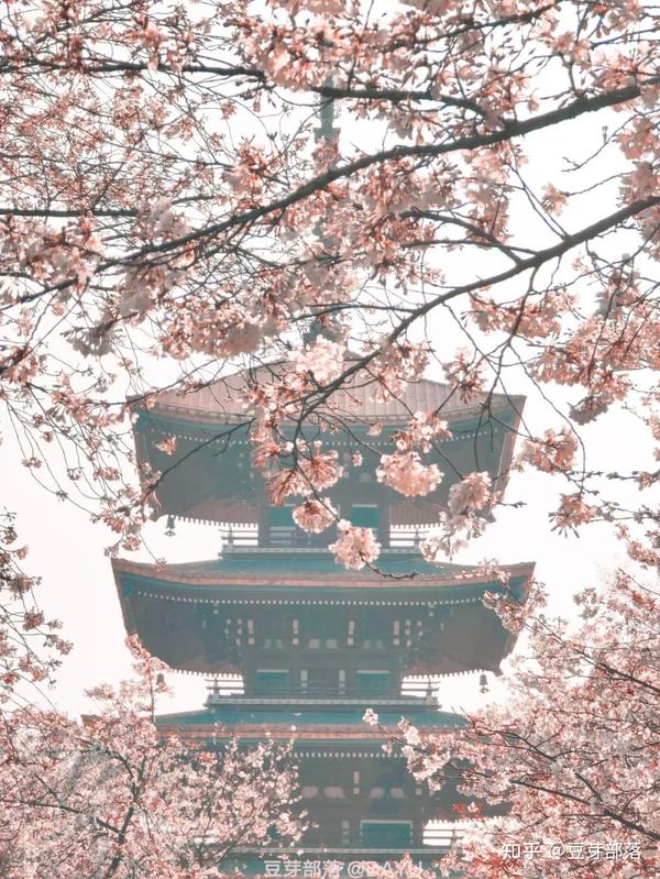 踏青春游季 风雨过后春更浓 东湖樱花点亮了这座英雄之城 知乎