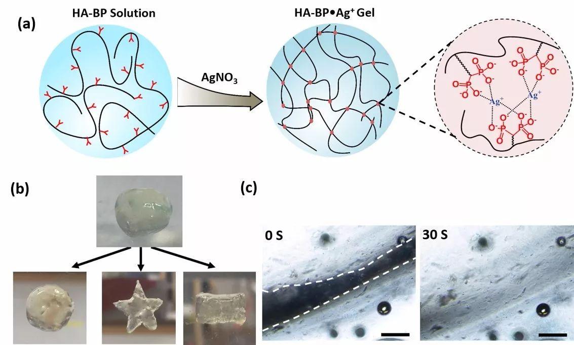图1:(a)ha-bp·ag 水凝胶的制备示意图自愈合;(b)ha-bp·ag 水凝胶