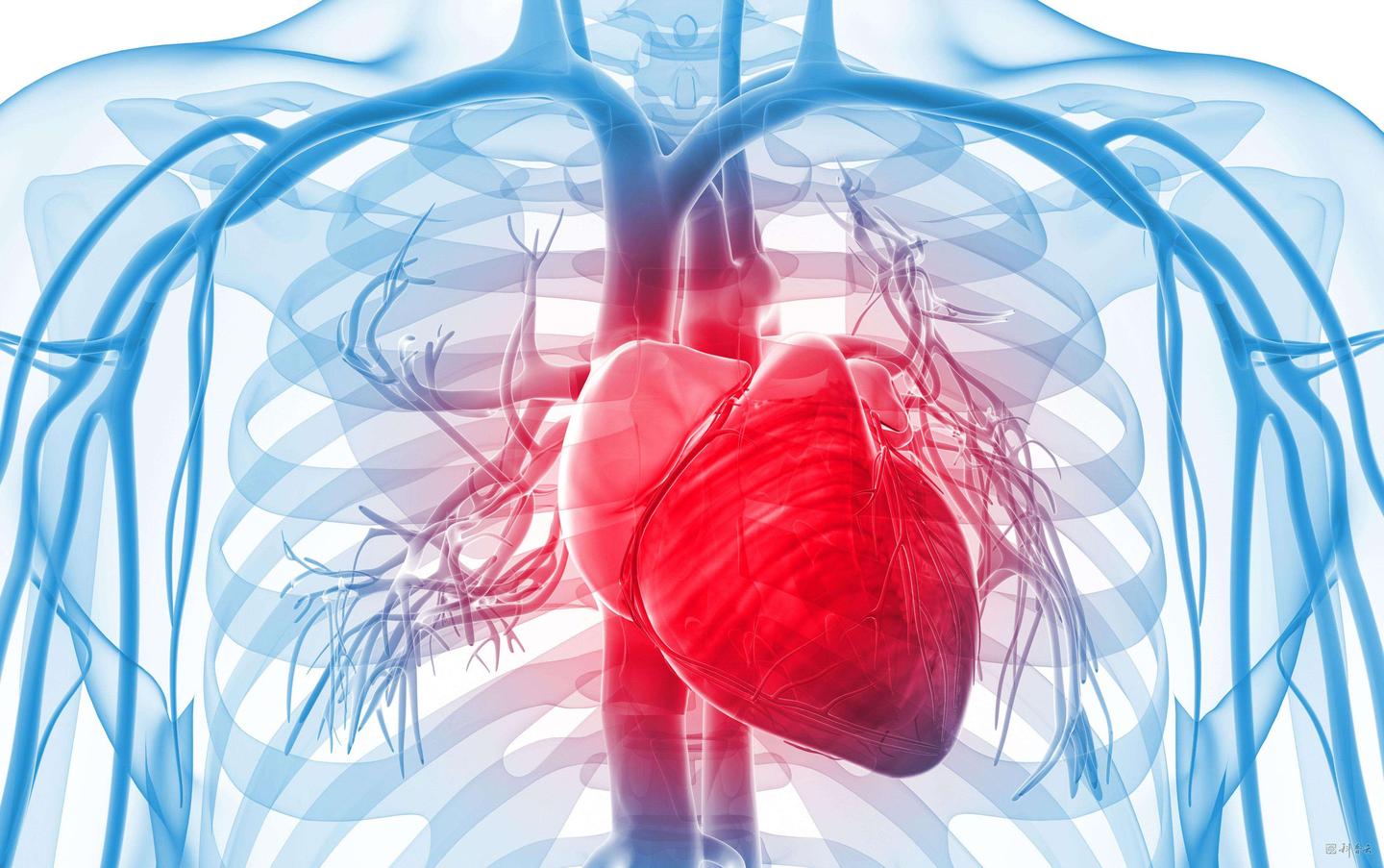 Corazón Vascular PNG , Vaso Sanguíneo, Cuerpo Humano, Corazón PNG y PSD ...