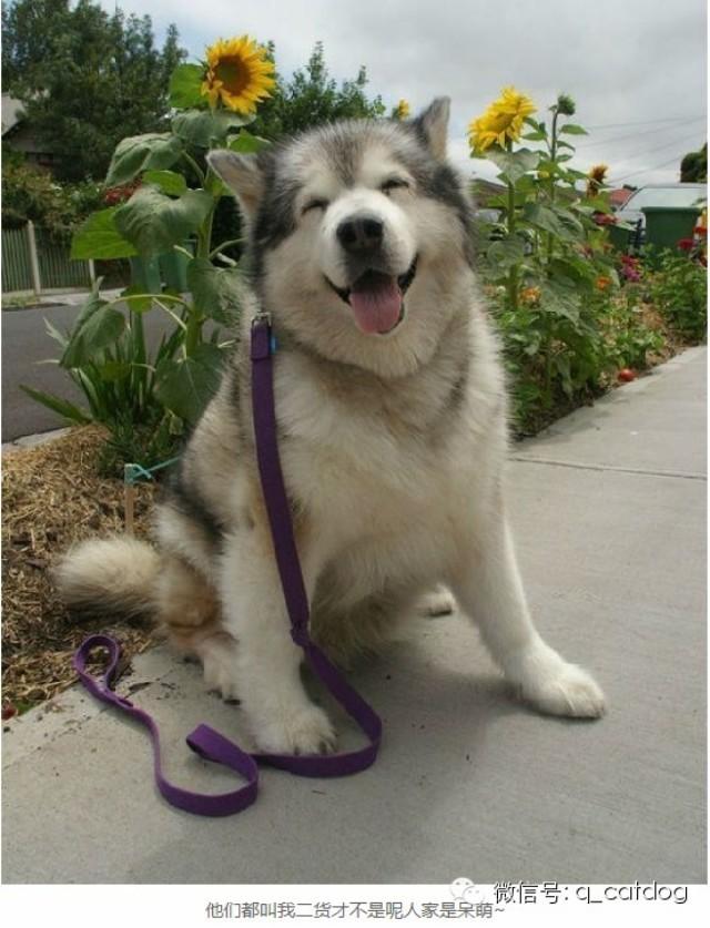 狗为啥摇尾巴 v2-ffd60101e653ffd6c9d31fea924d0af5_1440w.jpg?source=172ae18b