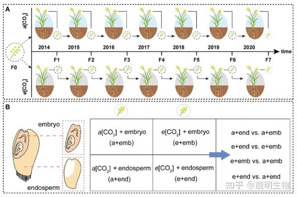 植物空间代谢组学—小麦颖果中氨基酸和有机酸的质谱研究~ - 知乎