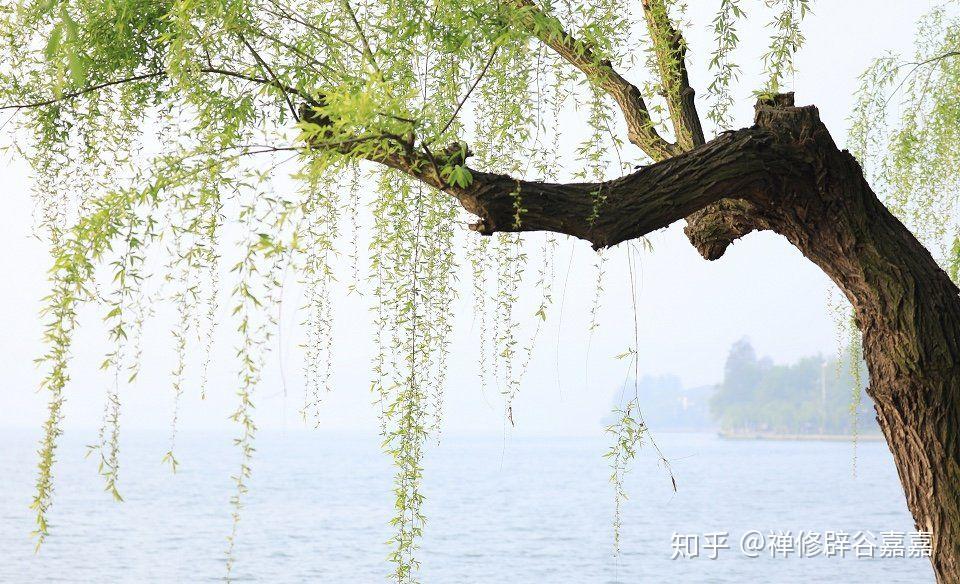 春风拂面,三月你好 - 知乎