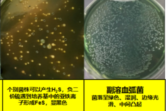 对虾