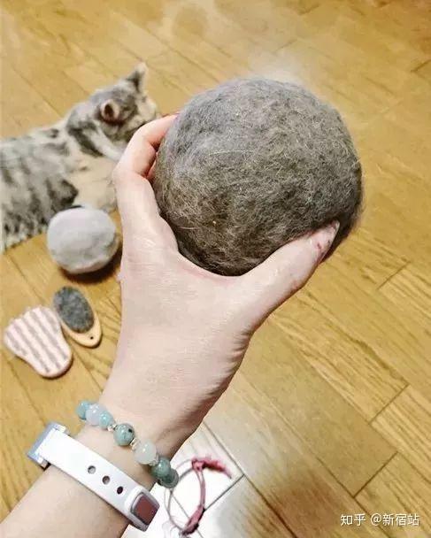 晒出自家猫毛球的日本人