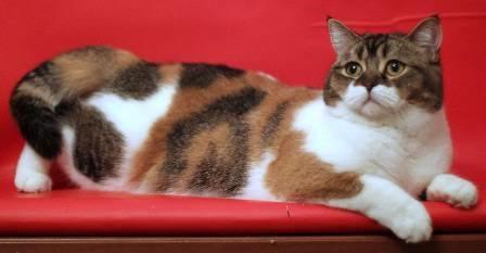 五彩斑斓之喵星人猫咪花色有哪些