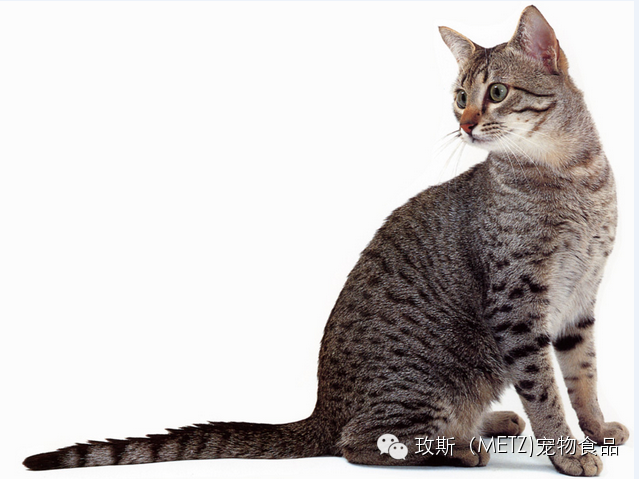 世界名猫品种有哪些? - 知乎